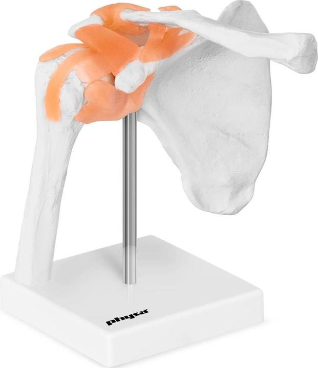 Immagine prodotto Physa Modello anatomico spalla - A grandezza naturale