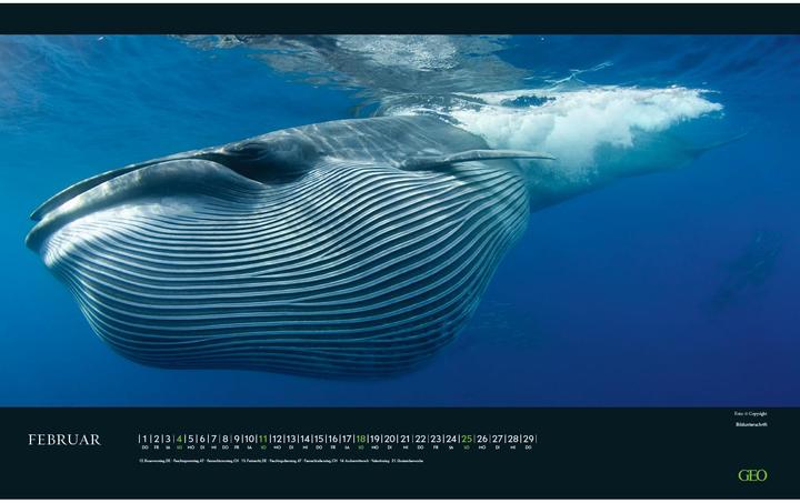 Produktbild Neumann GEO - Bedrohte Tierwelt 2025 Wandkalender, 58x36cm, Posterkalender mit Abbildungen gefährderter (58 x 36 cm, Deutsch)