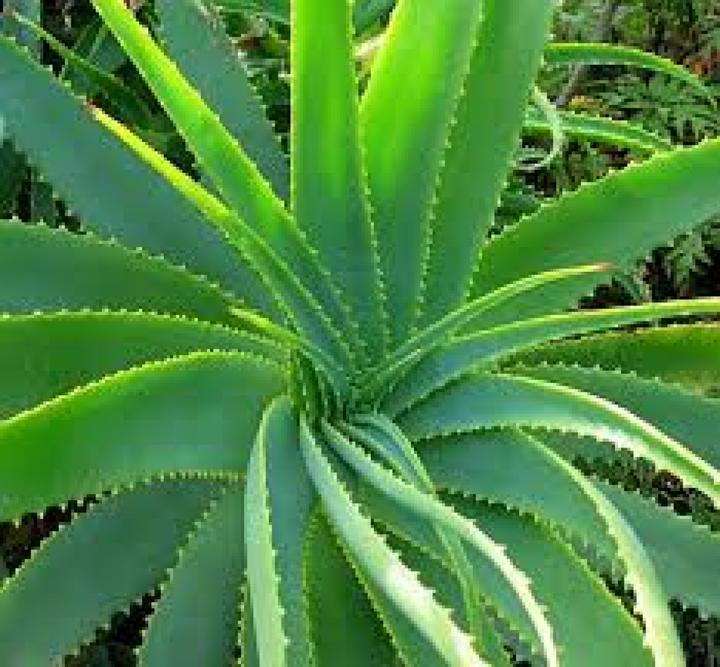 Tropica Aloevera (Graines de plantes)