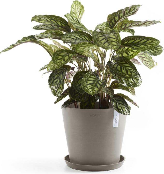 Actual product image Ecopots Amsterdam (50 cm)