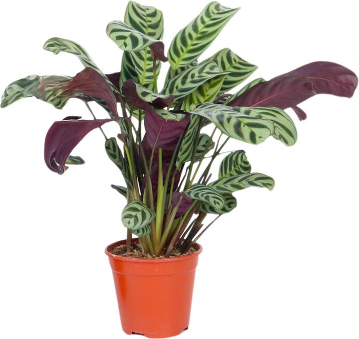 Actual product image Plant in a Box Ctenanthe burle-marxii - Zebra plant (25 cm)