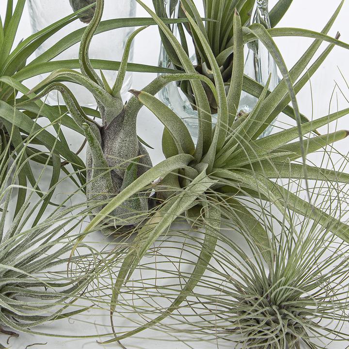 Actual product image Kakteen Gautschi Tillandsia Set 3 (15 cm)