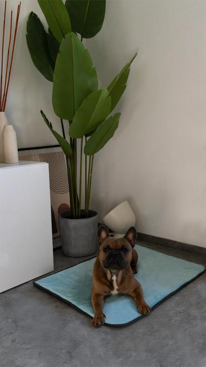 Actual product image Aspero Dog blanket Lund (Dog)