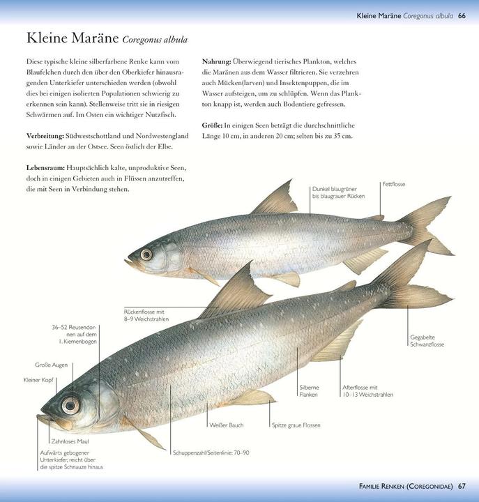 Produktbild Süsswasserfische (19 cm)