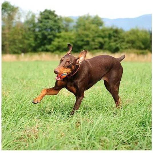 Produktbild Chuckit! Gummibälle (Kauspielzeug Hund)