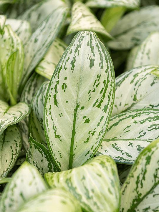 Immagine prodotto Mahaloplants Aglaonema Maria Christina (35 cm)