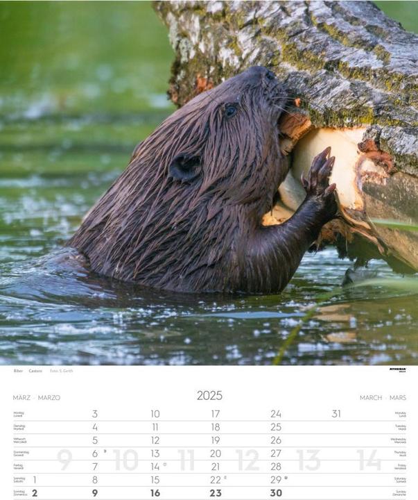 Produktbild Tiere der Alpen - Kalender 2025 (Harter Einband, Französisch, Englisch, Deutsch, Italienisch)