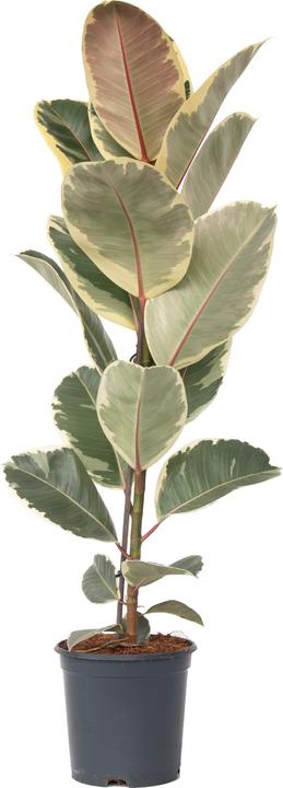 Produktbild Plant in a Box Ficus Elastica Tineke - Gummibaum (90 cm)