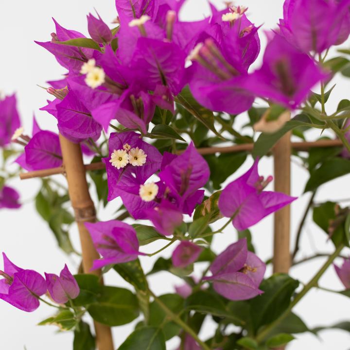 Immagine prodotto Plant in a Box Bougainvillea 'Alexandra' (50 cm)