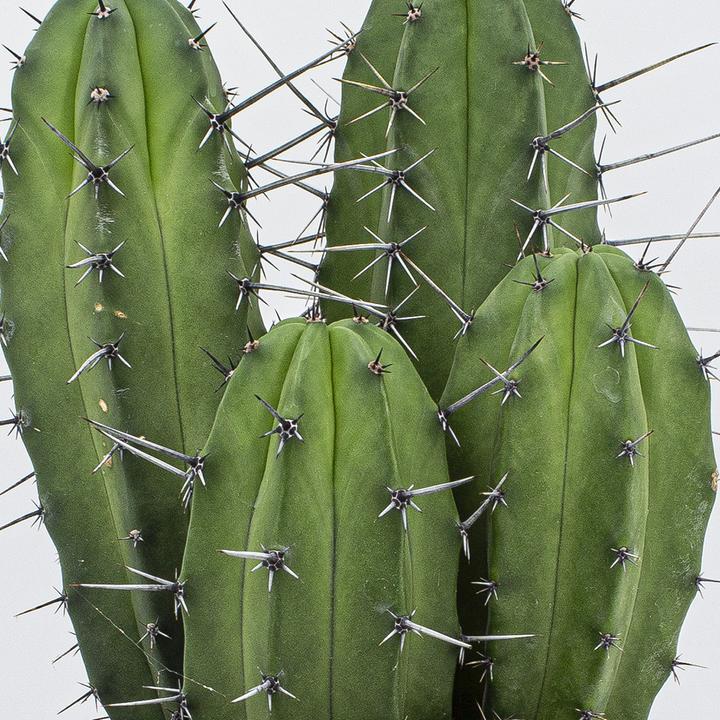 Actual product image Kakteen Gautschi Polaskia chula Group (35 cm)