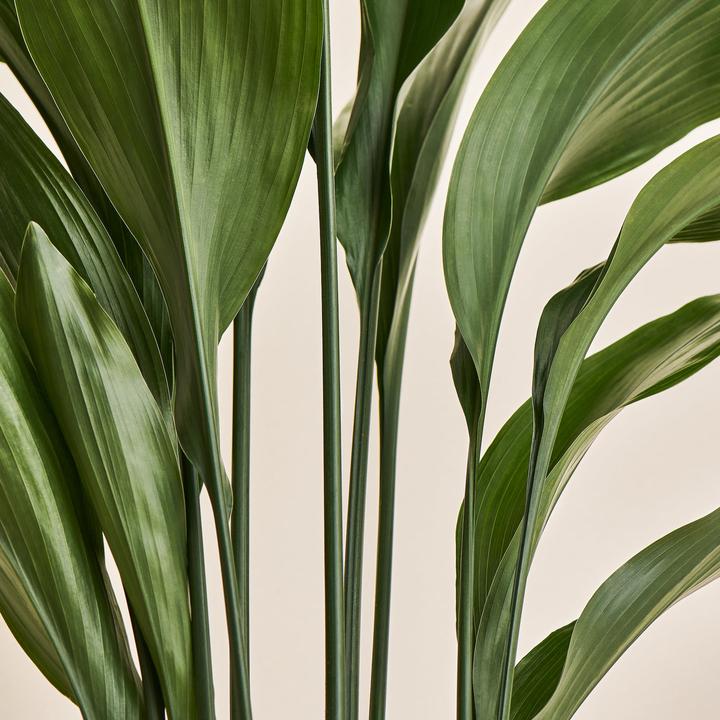 Actual product image Mary and Plants Cobbler's palm (95 cm)