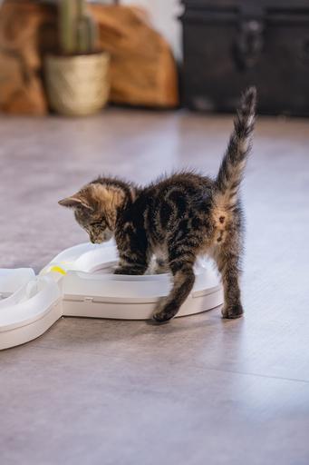 Produktbild Beeztees Bz Kitten Pl Spielschiene Agty (Beschäftigungsspielzeug Katze)