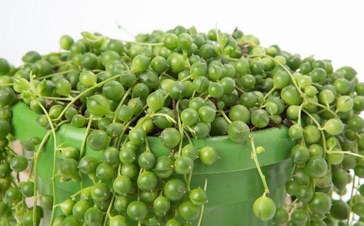 Produktbild VEG and the City Jais (Erbsen am Bande Senecio rowleynanus) (25 cm)