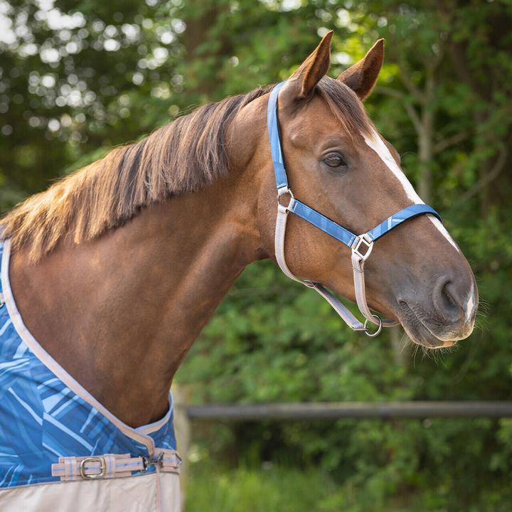 Image du produit Qhp Duo licol et longe collection pour cheval