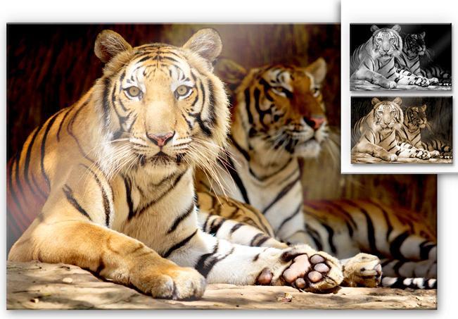 Actual product image Trenddeko Two Royal Tigers (200 x 130 cm)