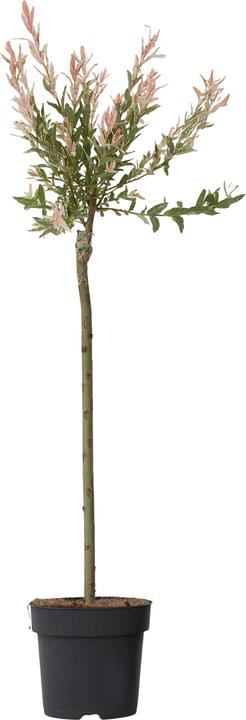 Actual product image Plant in a Box Salix integra 'Flamingo' - Zierweide (90 cm)