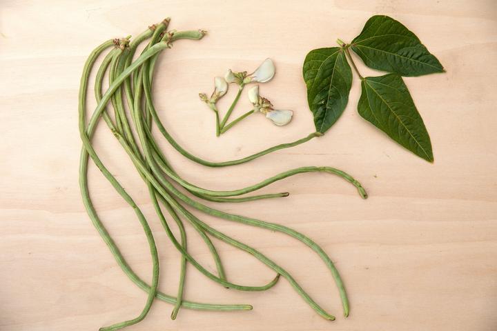 Image du produit Zollinger Bio Haricot serpent, Metro (Graines de plantes)
