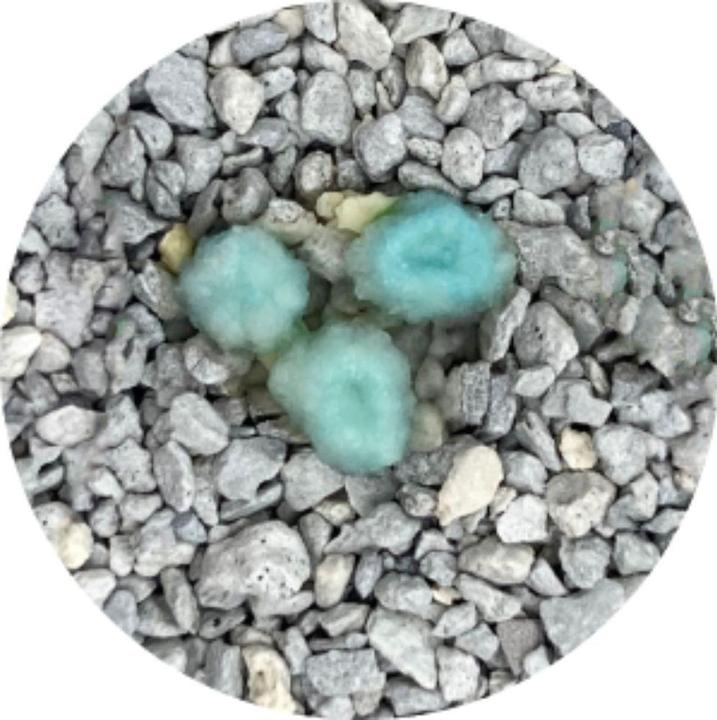 Actual product image Intersand Odour Lock MaxCare (Clumping, 12 kg)