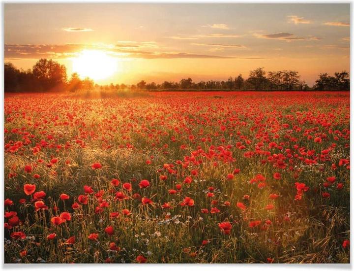 Immagine prodotto Trenddeko Campo di papaveri al tramonto (40 x 50 cm)