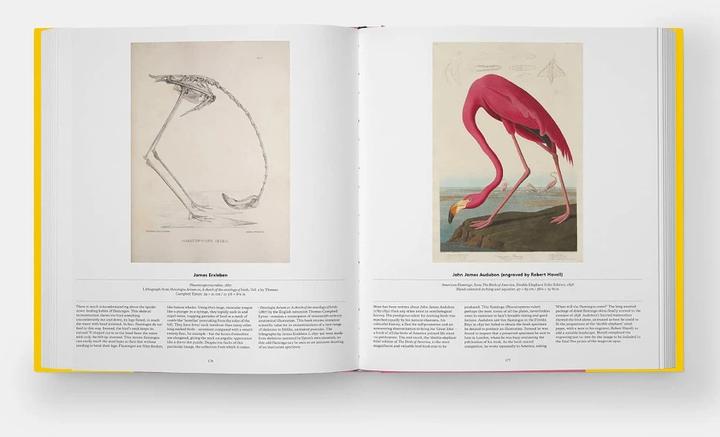 Actual product image Bird (English, Katrina van Grouw, Phaidon Editors, Jen Lobo, 2021)