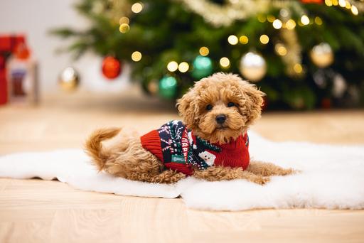Produktbild Beeztees Happy Xmas (S, Hundepullover)