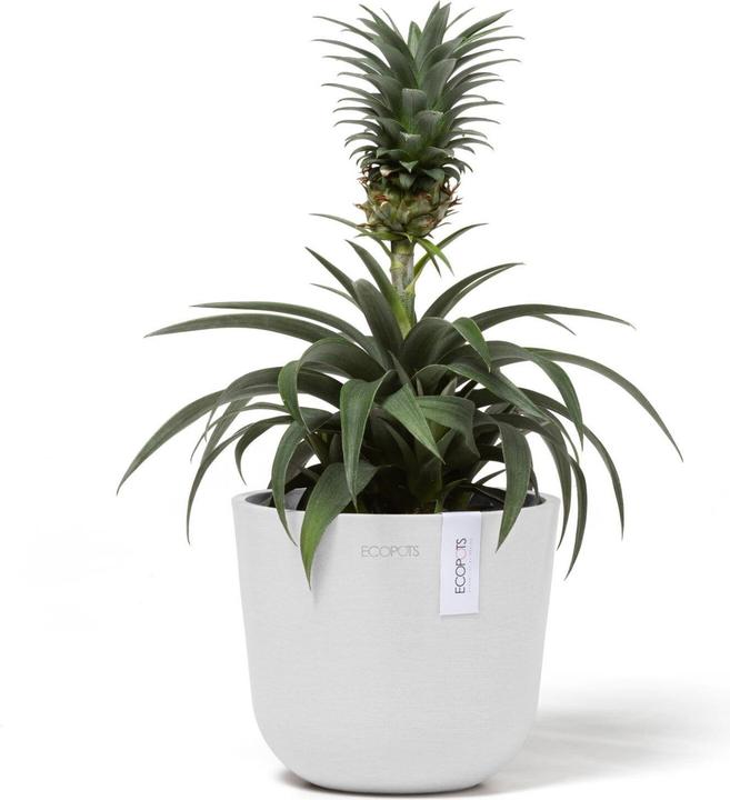 Image du produit Ecopots Oslo Mini (16 cm)