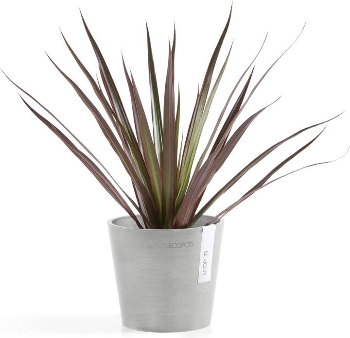 Actual product image Ecopots Amsterdam Mini (13 cm)
