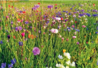 Image du produit Juliwa-Hesa Blühmischung LaFleur Ténor - Die Bunte (Graines de fleurs)