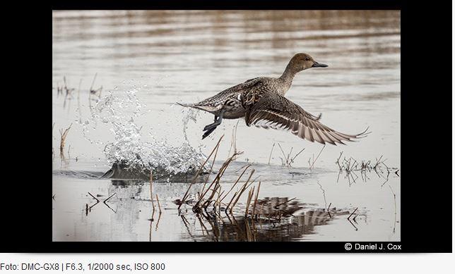 Image du produit Panasonic 100-400mm f/4-6.3 Leica DG Vario-Elmar ASPH. puissance O.I.S. (Micro Four Thirds, Micro Four Thirds)