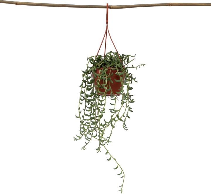 Image du produit Plant in a Box Senecio radicans - Senecio du bananier (10 cm)