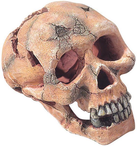Produktbild Europet Dekor Totenkopf L 15cm (Dekoration, sonstige Gegenstände)