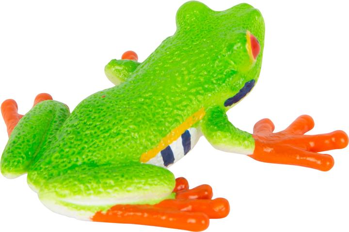 Actual product image small foot Red-eyed Tree Frog