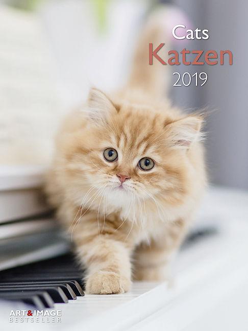 Actual product image Cats 2019 poster calendar (German, English)