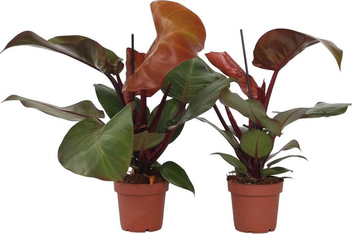 Produktbild Plant in a Box Philodendron Sun Light - 2er Set Baumfreund (20 cm)
