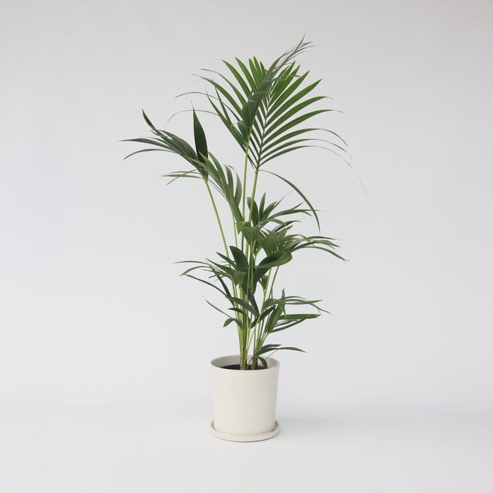 Immagine prodotto Plant in a Box Howea Forsteriana - Palma Kentia (100 cm)