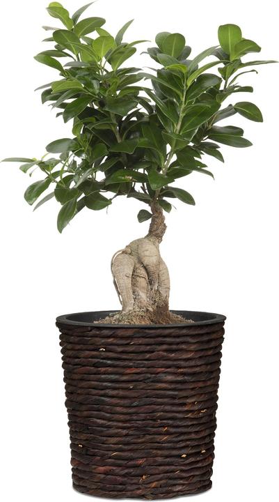 Actual product image Scheurich Water hyacinth 34, wicker planter/basket planter/basket pot made of Water hyacinth Colour: Brown, 34 (34 cm)
