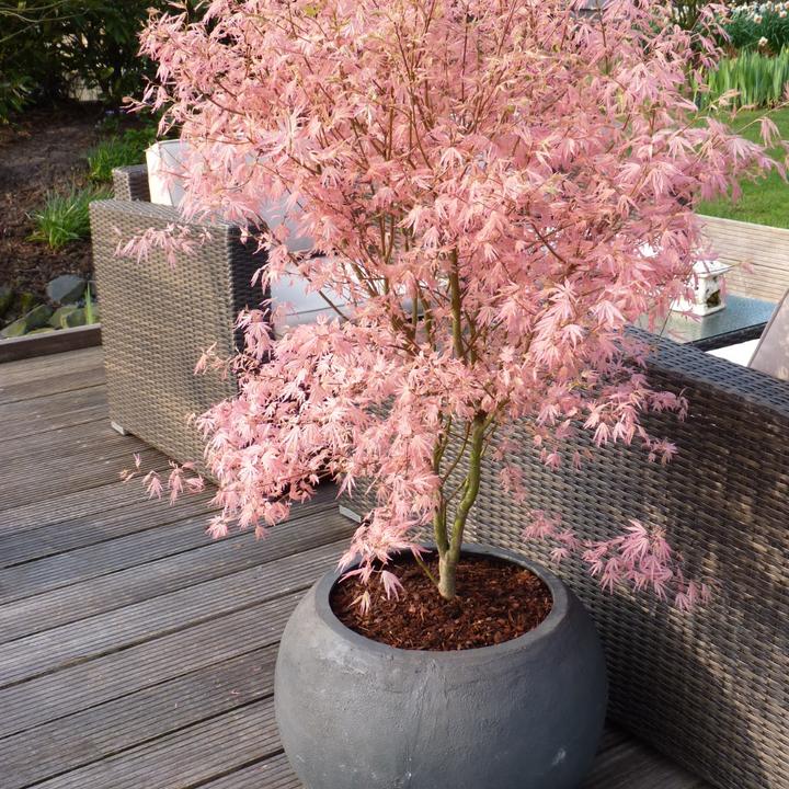 Produktbild Plant in a Box Acer Palmatum 'Taylor' - 2er Set Ahornbäume (50 cm)