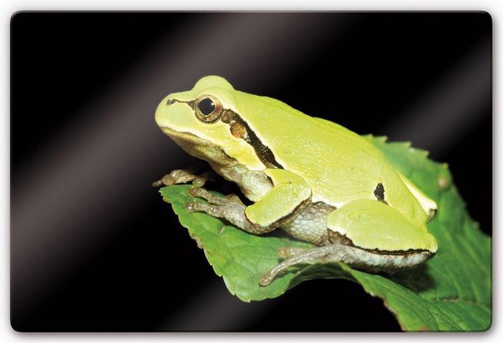 Actual product image Trenddeko Green frog (60 x 40 cm)