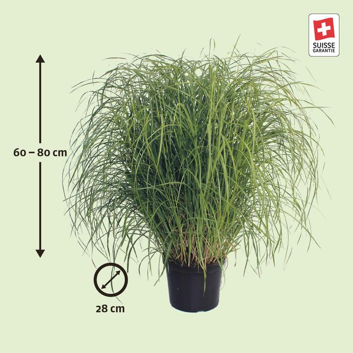 Image du produit Zulauf Chinaschilf / Miscanthus si. Flamingo (50 cm)