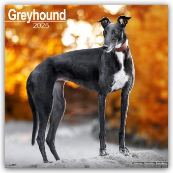 Produktbild Avonside Publishing Ltd:Greyhound - Gro (305 x 305 mm, Deutsch)