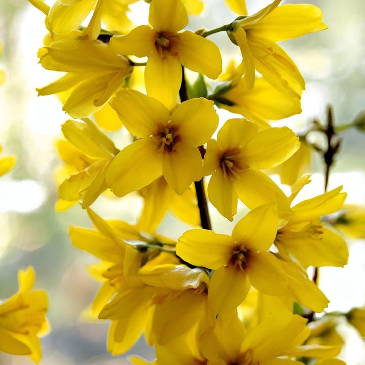 Actual product image Plant in a Box Forsythia intermedia 'Minigold' - Set of 4 Forsythia (25 cm)