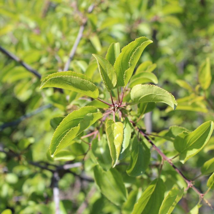 Produktbild Zulauf Kreuzdorn / Rhamnus cathartica (50 cm)