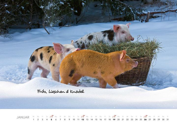 Produktbild Tierkinder auf dem Bauernhof Kalender 2025 (Harter Einband, Deutsch)