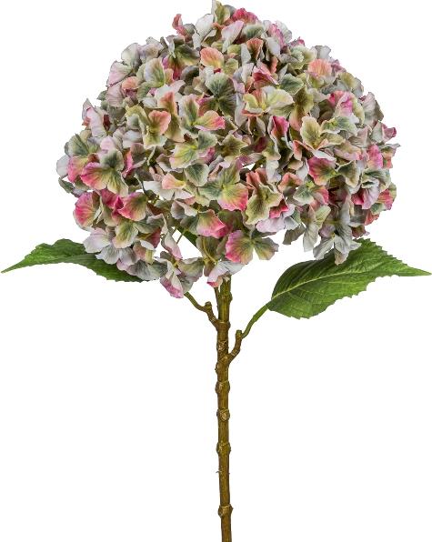 Image du produit Gasper Hortensie Gigant, Bunt H: 73 cm (73 cm)
