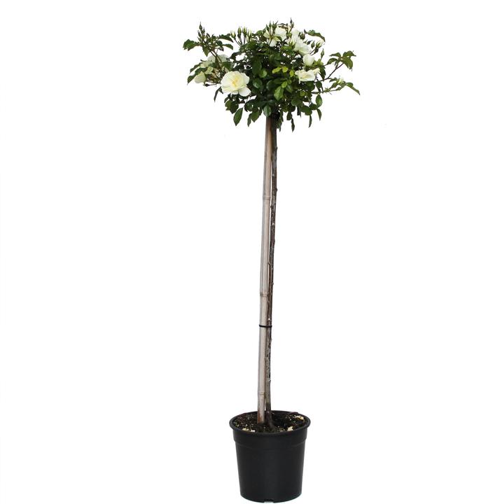 Produktbild Zulauf Hochstammrose / Rosa (BD) 'Schneeflocke'® (150 cm)