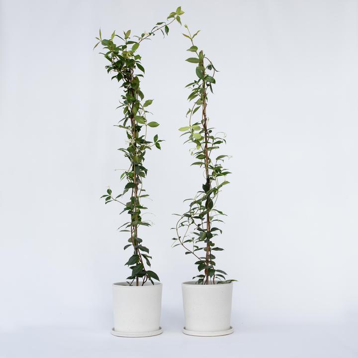 Image du produit Plant in a Box Trachelospermum jasminoides - Set de 2 jasmins étoilés (120 cm)