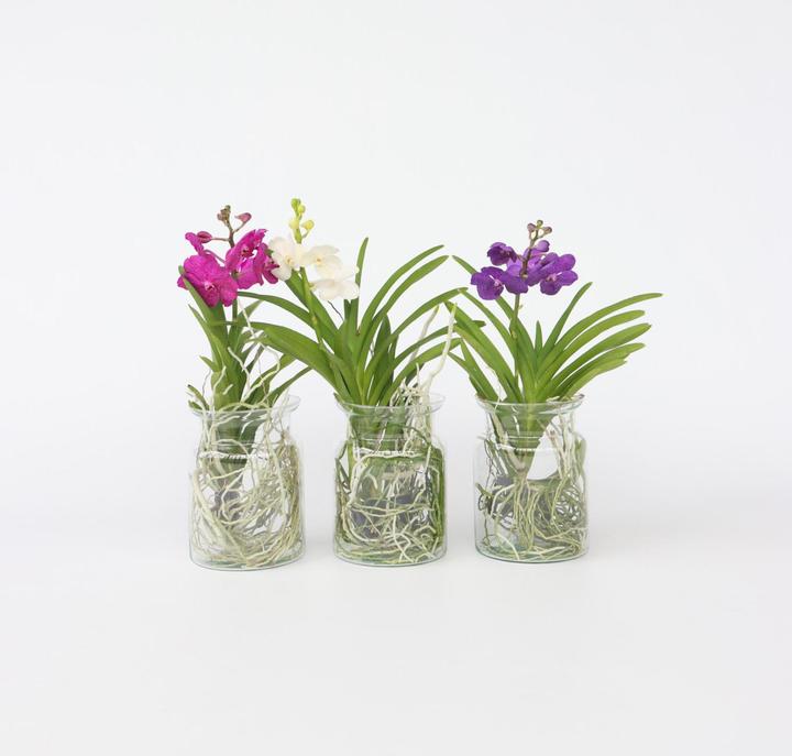 Produktbild Plant in a Box Vanda 'Blue' - Orchidee (45 cm)