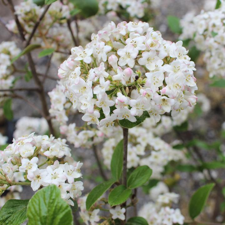 Actual product image Zulauf Oster-Schneeball / Viburnum burkwoodii (80 cm)