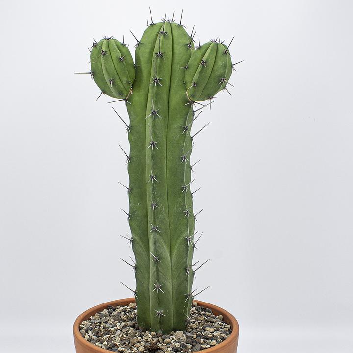 Image du produit Kakteen Gautschi Polaskia chichipe (55 cm)