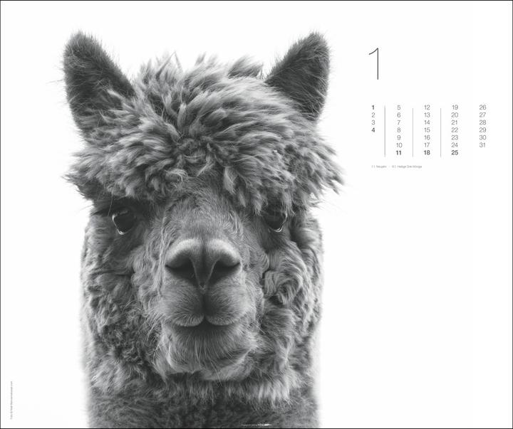 Actual product image Black & White Animals 2026 (55 x 46 cm, Hardcover, German)
